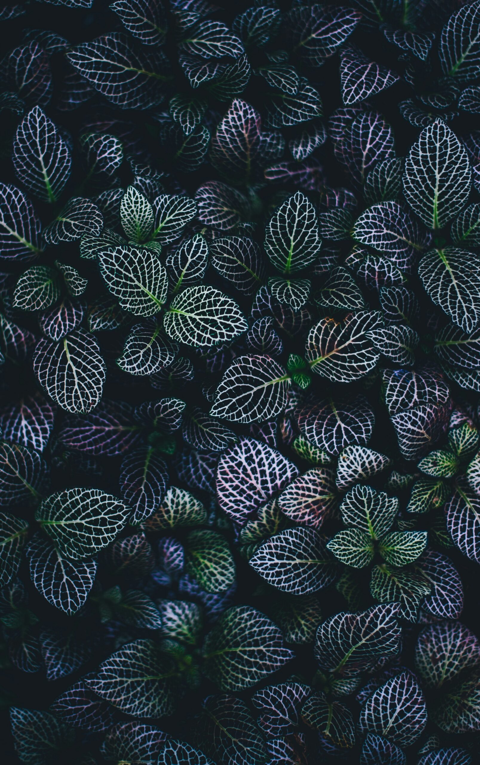 dark leaves